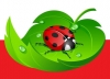 Logo MRS LADYBIRD LTD POLSKI SKLEP
